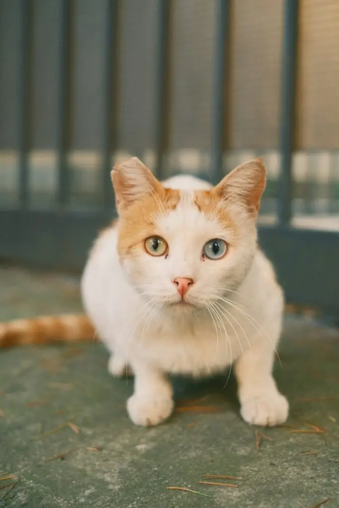 Curious Cat