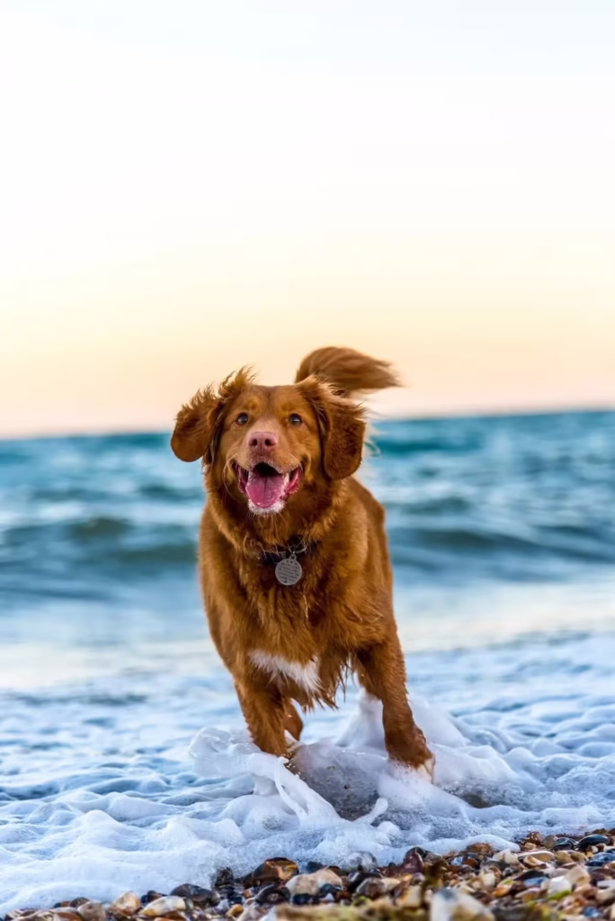 Dog running on beach - The Pet Whisperer Dog running on beach