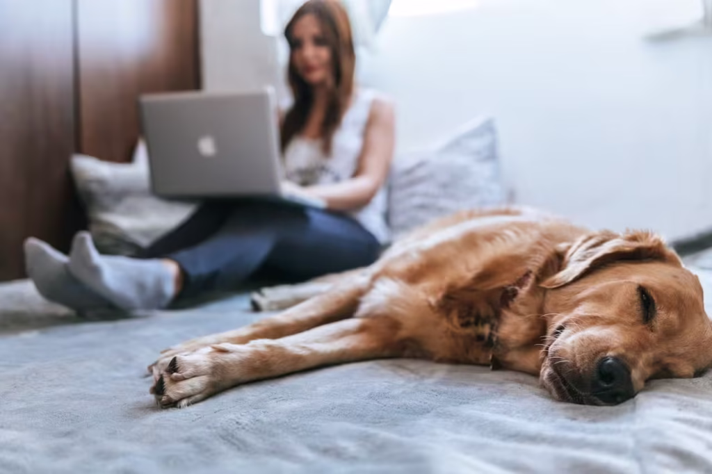 Sleeping Dog - The Pet Whisperer Sleeping Dog